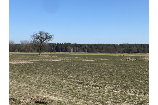 leszczyński, Święciechowa, Niechłód, Niechłód działki budowlane na sprzedaż!!!