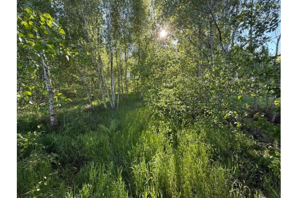 leszczyński, Lipno, Lipno ul. Wiśniowa - działka budowlana na sprzedaż