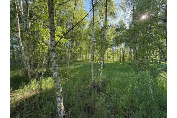 leszczyński, Lipno, Lipno ul. Wiśniowa - działka budowlana na sprzedaż